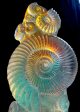 Aural Ammonite Sculpture Discount